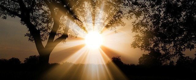 słońce promienie słońca między drzewami