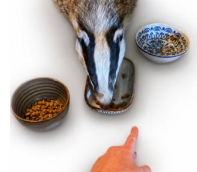 Banner image